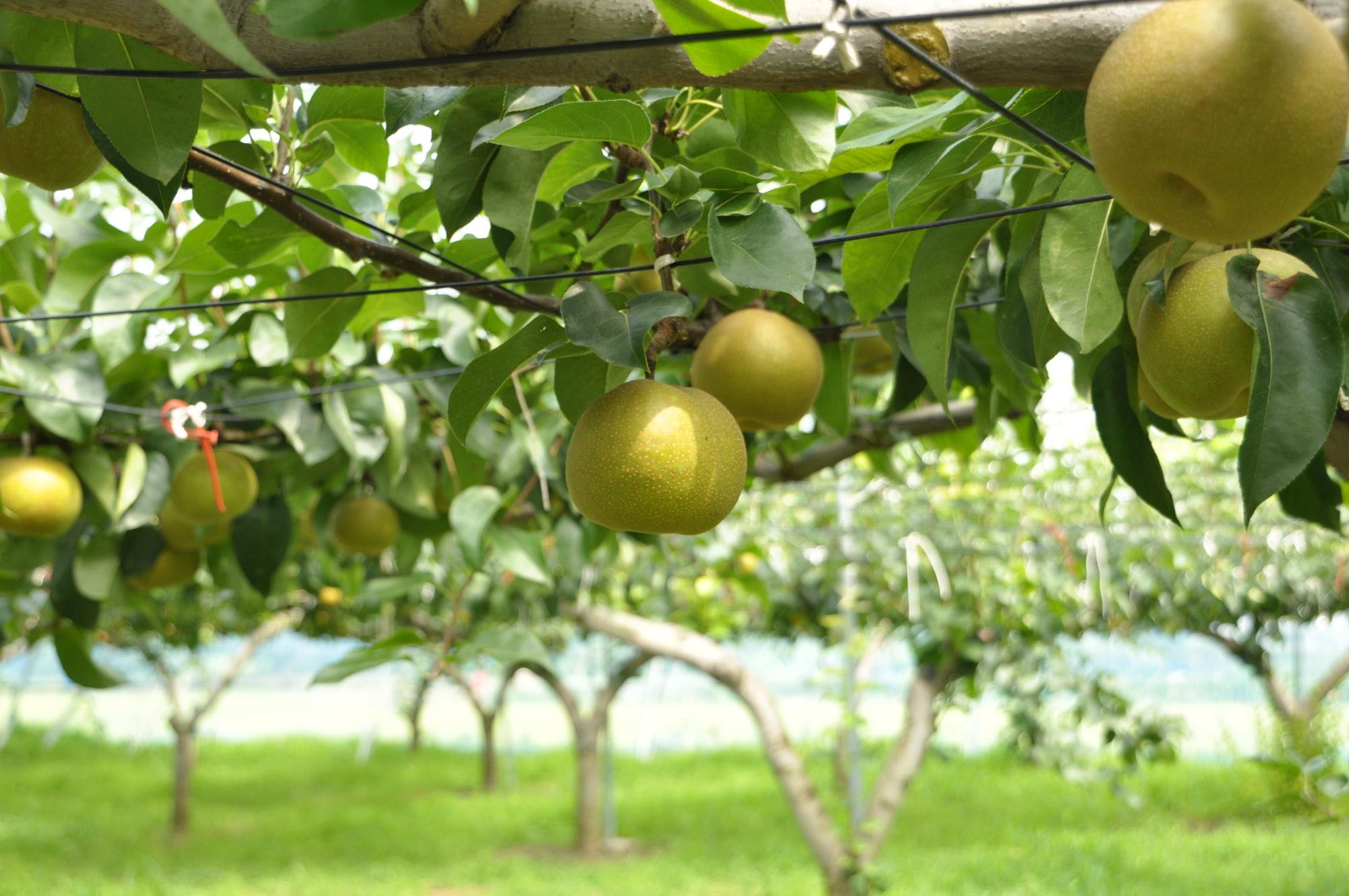 内牧地区の梨園で、木に梨がたくさんついている様子の写真