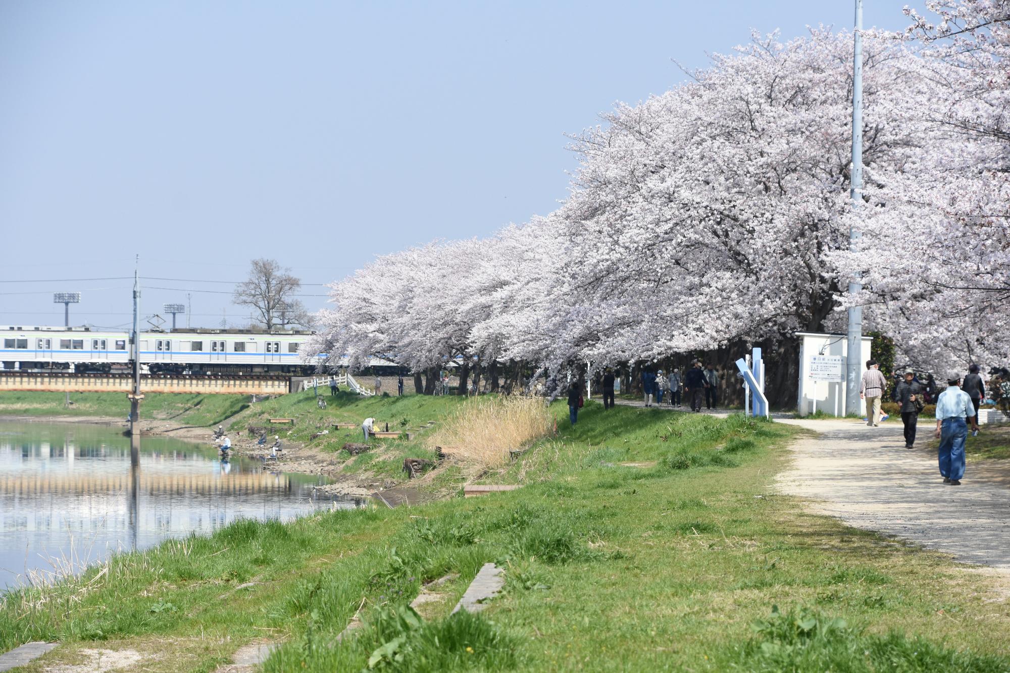 川沿いに桜が咲いている様子