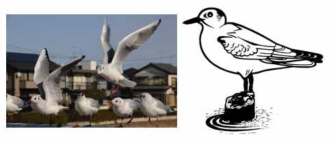 白い体をしたユリカモメがたくさん集まっている写真と、水面にある木の切り株に止まっているユリカモメの白黒のイラストが並んでいるイメージ