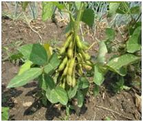 すずなりに緑色の実がついている枝豆の写真