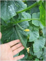 黄色い小さな花が小さいきゅうりの先に咲いている写真