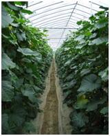 ビニールハウスで栽培されてたくさんの葉を茂らせているきゅうり畑の畦道からの写真