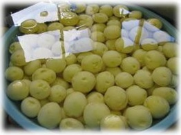 皮をむき、洗ったじゃがいも