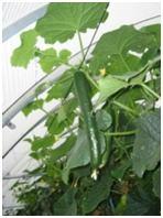 真っ直ぐに艶のある収穫直前のきゅうりがなっている様子の写真