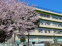 桜が咲いている奥に見える「緑小学校」の写真（「緑小学校」のサイトへリンク）