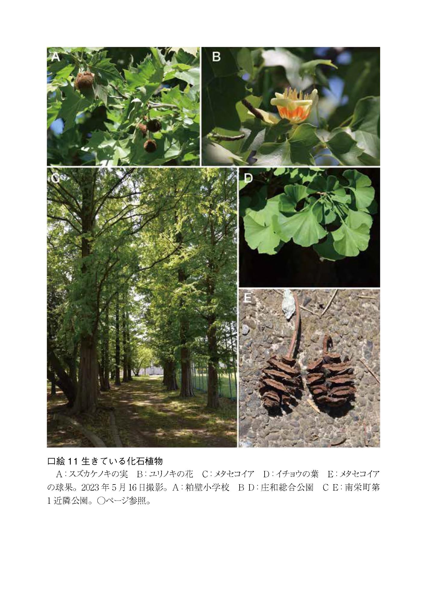 口絵11生きている化石植物