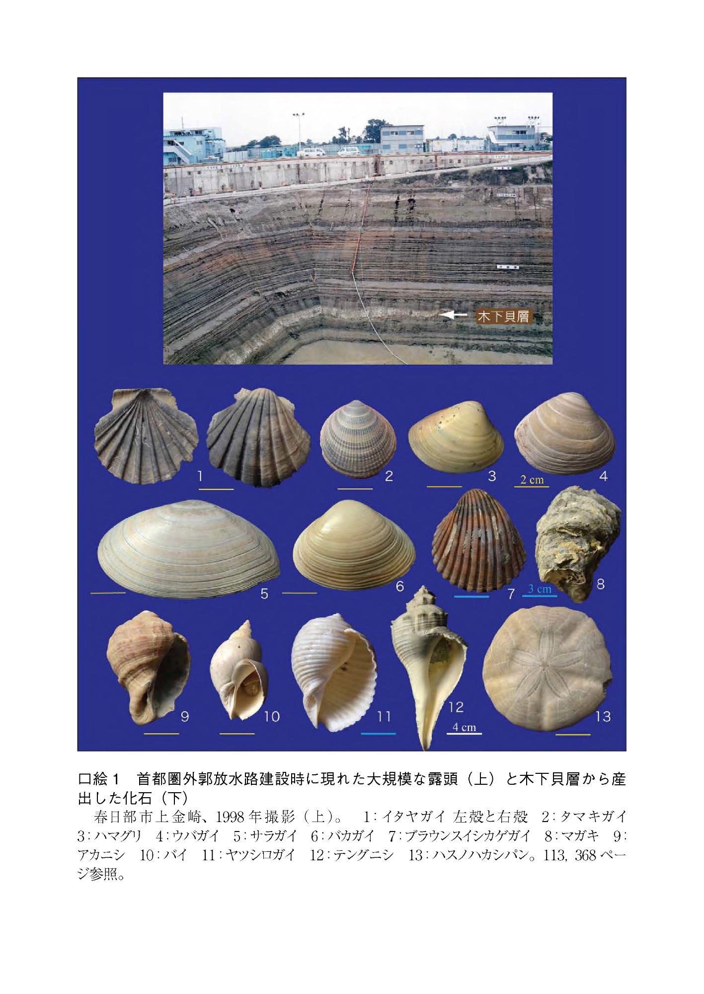 口絵1首都圏外郭放水路建設時に現れた大規模な露頭と木下貝層から算出した化石