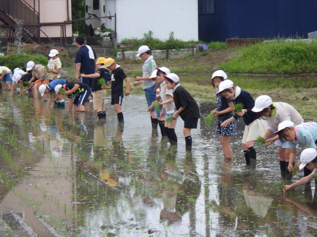 子どもたちが田植えをする様子