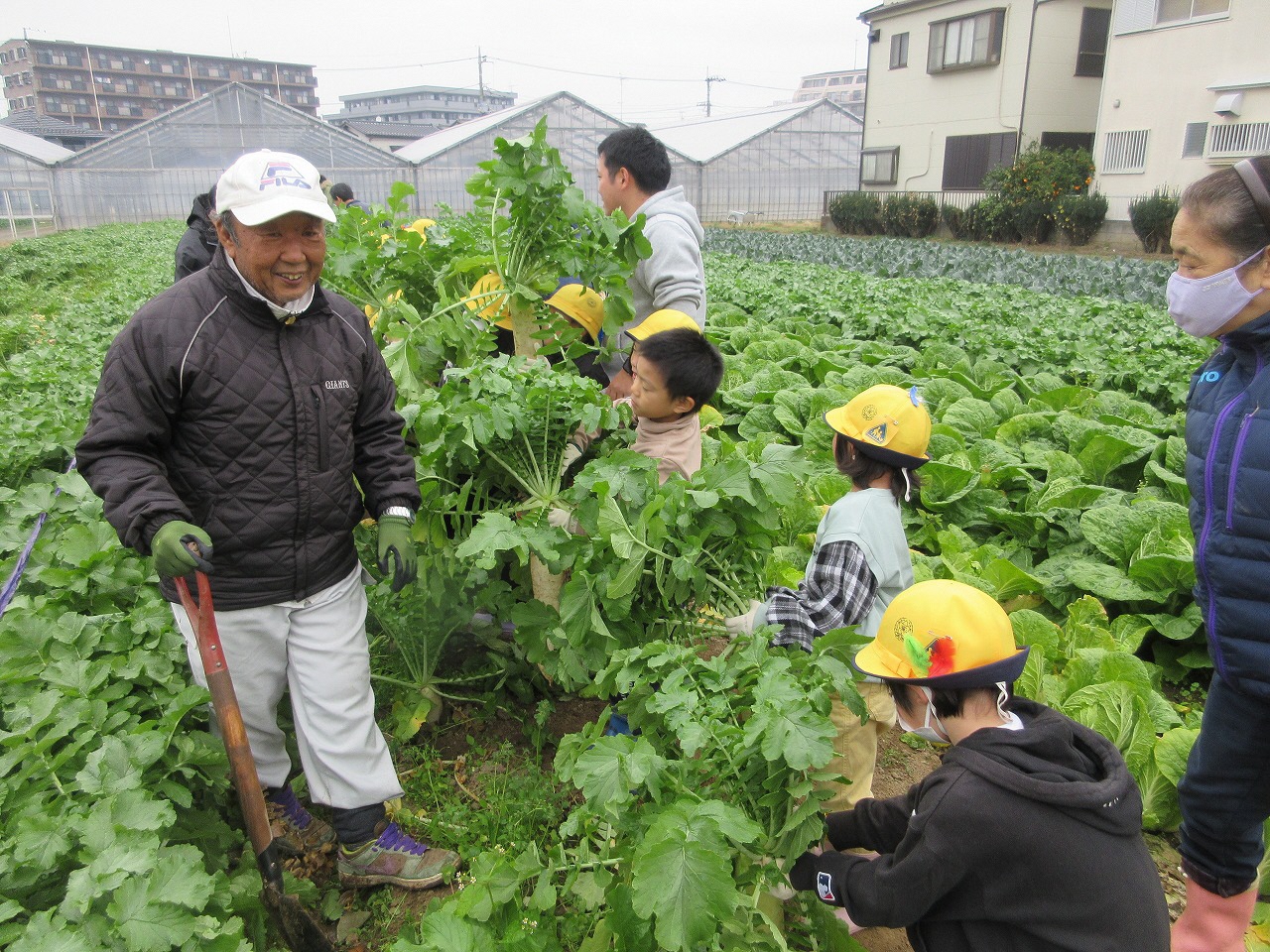子どもたちが大根を掘っている様子