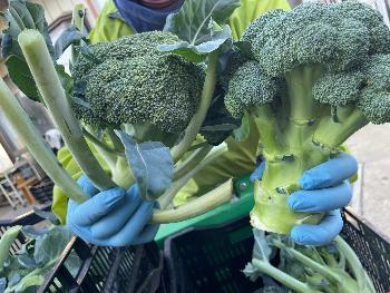 収穫したブロッコリー
