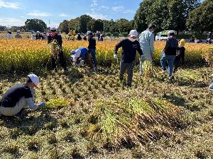 児童たちが田んぼで稲刈りしている様子