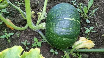 かぼちゃの写真