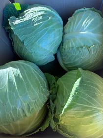 キャベツ