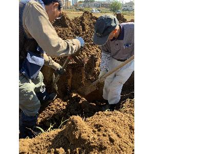 梅田ごぼうの収穫