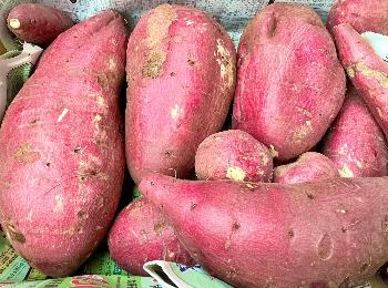 収穫したさつまいも