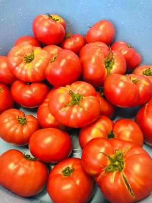 トマトの写真