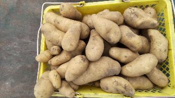 収穫したじゃがいも