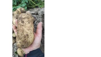 じゃがいもを使った学校給食