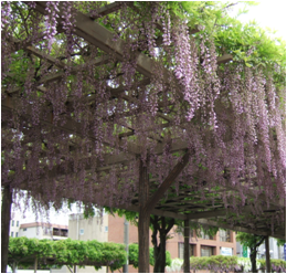 満開のフジが咲き乱れる、市内の藤棚の写真